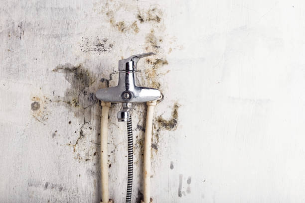 Best Mold Testing and Inspection Services in Flossmoor, IL