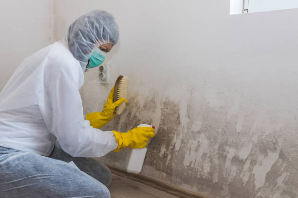 Best Attic Mold Remediation in Flossmoor, IL