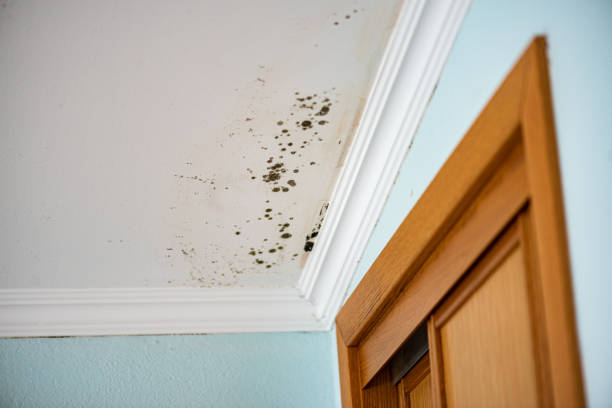 Best Emergency Mold Remediation in Flossmoor, IL