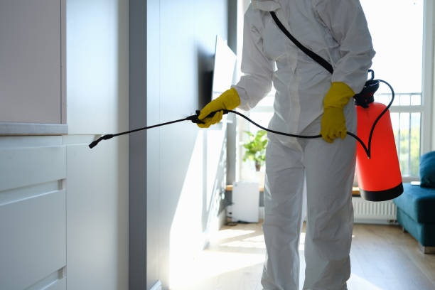 Best Insurance-Related Mold Remediation in Flossmoor, IL