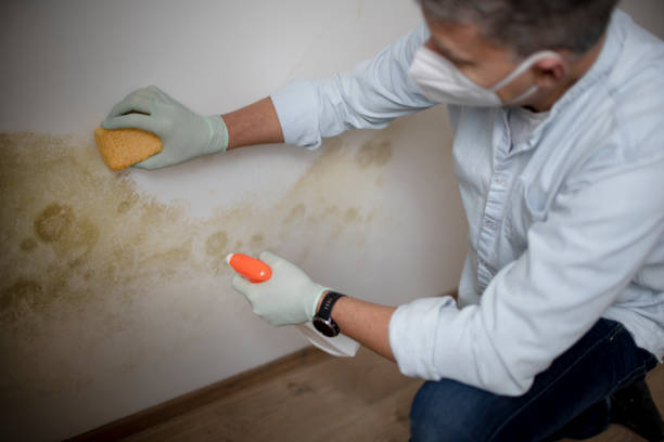 Best Crawl Space Mold Remediation in Flossmoor, IL