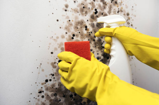 Best Health and Safety Mold Remediation in Flossmoor, IL