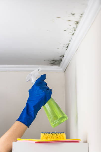 Best Post-Flood Mold Remediation in Flossmoor, IL