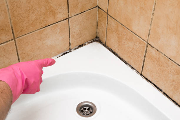 Best Kitchen Mold Remediation in Flossmoor, IL